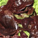 Organic Lettuce 600 Seeds Rouge D'Hiver Romaine Red Leaf Seedset 1 G USA Seller Organic Lettuce 600 Seeds Rouge D'Hiver Romaine Red Leaf Seedset 1 G USA Seller