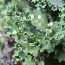 White Russian Kale Seeds Seedset 250 Seeds 1 G Organic Heirloom Non GMO USA Seller White Russian Kale Seeds Seedset 250 Seeds 1 G Organic Heirloom Non GMO USA Seller