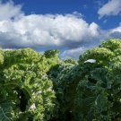 Blue Kale Curled Scotch 250 Organic Seeds USA Seller