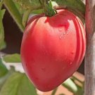 100 Anna Russian Tomato Seeds Seeds Organic USA Seller