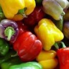 100 Sweet Bell Pepper Seeds Seeds Organic USA Seller