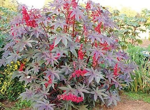 50 Red Impala Wonder Tree Seeds Organic Seeds USA Seller