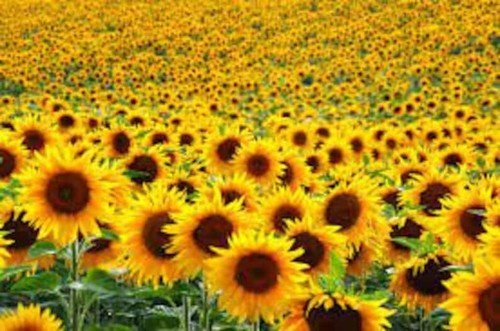 500 Assorted Sunflower Seeds Seeds Organic USA Seller