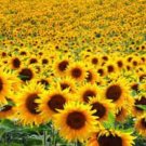 500 Assorted Sunflower Seeds Seeds Organic USA Seller