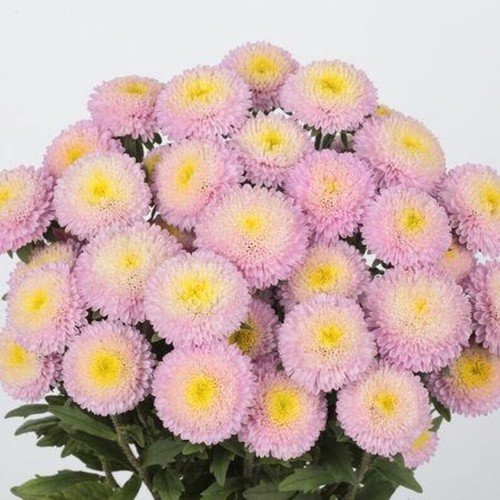 Bonita Shell Pink Aster Seeds USA Seller