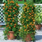 60 Susie Orange Black Eye Vine Thunbergia Seeds Seeds Organic USA Seller