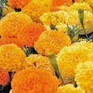 200 Crackerjack African Aztec Marigold Seeds Seeds Organic USA Seller