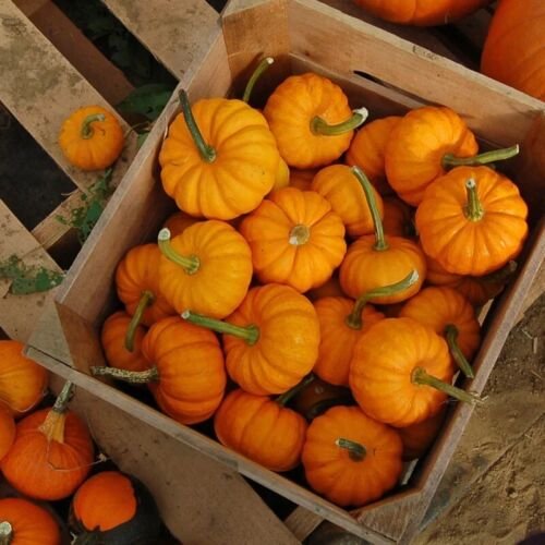 10 Jack Be Little Pumpkin Seeds Seeds Organic USA Seller