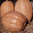 10 Dickinson Pumpkin Seeds Seeds Organic USA Seller