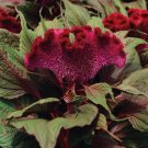 50 Dracula Celosia Cristata Cockscomb Seeds Seeds Organic USA Seller