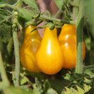 50 Yellow Pear Cherry Tomato Seeds High Germination Non GMO USA Seller 50 Yellow Pear Cherry Tomato Seeds High Germination Non GMO USA Seller
