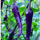 Purple Cayenne Pepper Seeds 40 Seeds Hot & Spicy Non GMO USA Seller