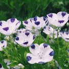 Five Spot Nemophila Flower Annual Wildflower 250 Seeds USA Seller Five Spot Nemophila Flower Annual Wildflower 250 Seeds USA Seller