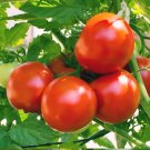 Marion Tomato Solanum Lycopersicum Indeterminate 25 Seeds USA Seller