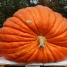 10 Big Max Pumpkin Seeds Heirloom Up To 100 Lbs Non GMO Giant Pumpkin USA Seller