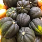 Table Queen Acorn Winter Squash 20 Seeds Non GMO USA Seller