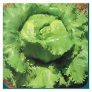 Lettuce Seeds Iceberg Lettuce 500 Seeds Cimarron Great Lakes Boston Romaine USA Seller