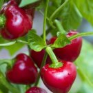 25 Red Cherry Sweet Pepper Seeds Non GMO Heirloom USA Seller
