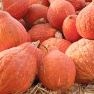 10 Golden Hubbard Squash Seeds Non GMO Heirloom USA Seller