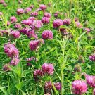 Clover Medium Red Ground Cover 2000 Seeds USA Seller Clover Medium Red Ground Cover 2000 Seeds USA Seller