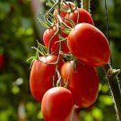 Rio Grande Tomato Seeds Non GMO 50 Seeds Heirloom Determinate USA Seller