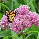 80 Swamp Rose Milkweed Seeds Native Wildflower Patio Container Flower Garden USA Seller