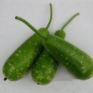 10 Hybrid Gourd Seeds Seeds Nam Tao Yai Asian Squash Pugua Opo Seeds USA Seller