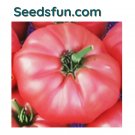 50 Brandywine Pink Tomato Seeds Available Cherokee Purple Mortgage Lifter USA Seller 50 Brandywine Pink Tomato Seeds Available Cherokee Purple Mortgage Lifter USA Seller