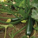 15 Dark Green Zucchini Summer Squash Seeds Non GMO Zucchiniseeds USA Seller