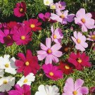Dwarf Mix Cosmos Flower 200 Seeds Non GMO Seedsfun USA Seller