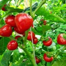 40 Large Cherry Hot Pepper Seeds Chile USA Seller 40 Large Cherry Hot Pepper Seeds Chile USA Seller