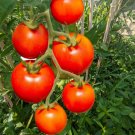 100 Red Currant Tomato Seeds USA Seller