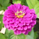 200 Zinnia Purple Prince Heirloom 5 Blooms Butterflies Pollinators Seeds USA Seller 200 Zinnia Purple Prince Heirloom 5 Blooms Butterflies Pollinators Seeds USA Seller