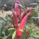 100 Red Burgundy Okra Seeds Okraseeds USA Seller