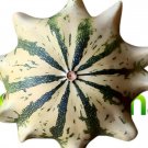 Crown Of Thorns Shenot Gourd Se Squash Seeds 15 Seeds Non GMO USA Seller Crown Of Thorns Shenot Gourd Se Squash Seeds 15 Seeds Non GMO USA Seller