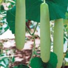 10 Big Green Sausage Gourd 10 Seeds Non GMO Heirloom For USA Seller 10 Big Green Sausage Gourd 10 Seeds Non GMO Heirloom For USA Seller