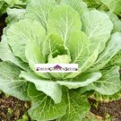 Giant Collards Seeds 400 Seeds USA Seller