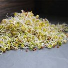 150 Daikon Radish Seeds Non GMO Heirloom Gardening Sprouting & Micro Greens USA Seller 150 Daikon Radish Seeds Non GMO Heirloom Gardening Sprouting & Micro Greens USA Seller