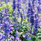 1000 ~ Hyssop Seeds Bees & Butterflies Blue Violet USA Seller 1000 ~ Hyssop Seeds Bees & Butterflies Blue Violet USA Seller