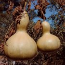 5 Bush Large Bottle Gourd Seeds Vegetable Bird House Crafts Decoration USA Seller