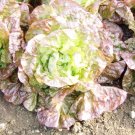 Lettuce Seeds Marvel Of Four Seasonsbibb 400 Seeds Non GMO USA Seller