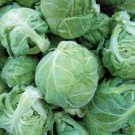 Catskill Brussels Sprouts Seeds 300 Seeds Non GMO USA Seller Catskill Brussels Sprouts Seeds 300 Seeds Non GMO USA Seller
