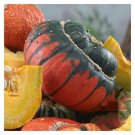 Turks Turban Gourd Seeds 5 Seeds USA Seller