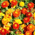 Sparky French Marigold Flower Mix 200 Seeds USA Seller Sparky French Marigold Flower Mix 200 Seeds USA Seller