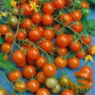 50 Sweetie Tomato Seeds Cherry Tomato Non GMO USA Seller