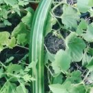 Armenian Striped Cucumber Seeds Non GMO 25 Seeds USA Seller