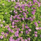 1000 Verbena Purple Moss Seeds Ground Cover Perennial Dwarf Non GMO USA Seller