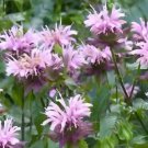 2000 Wild Bergamot Seeds Perennial Beneficial Bees Hummingbirds Bee Balm USA Seller