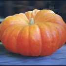 10 Cinderella Pumpkin Seeds Rouge Vif D'Etampes Heirloom USA Seller