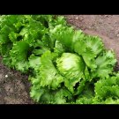 Lettuce Seeds Great Lakes 118 500 Seeds Cimarron Great Lakes Boston USA Seller